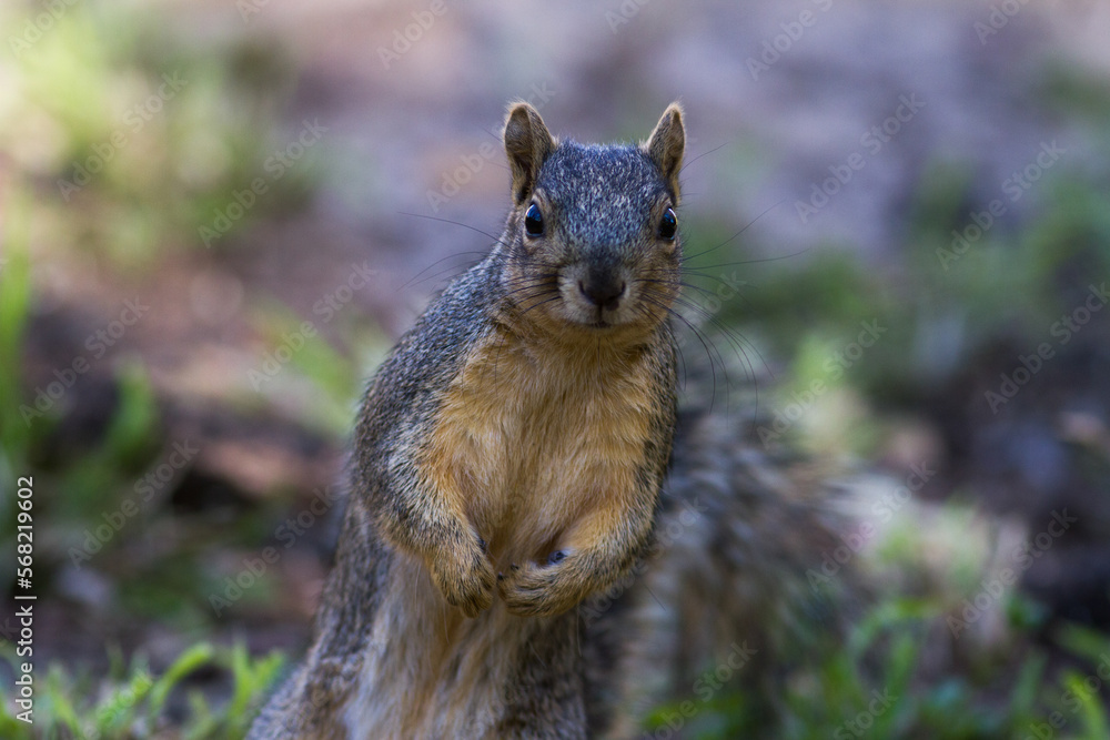 Fox Squirrel trying to check out the competition. Fox Squirrel trying to check out the competition.