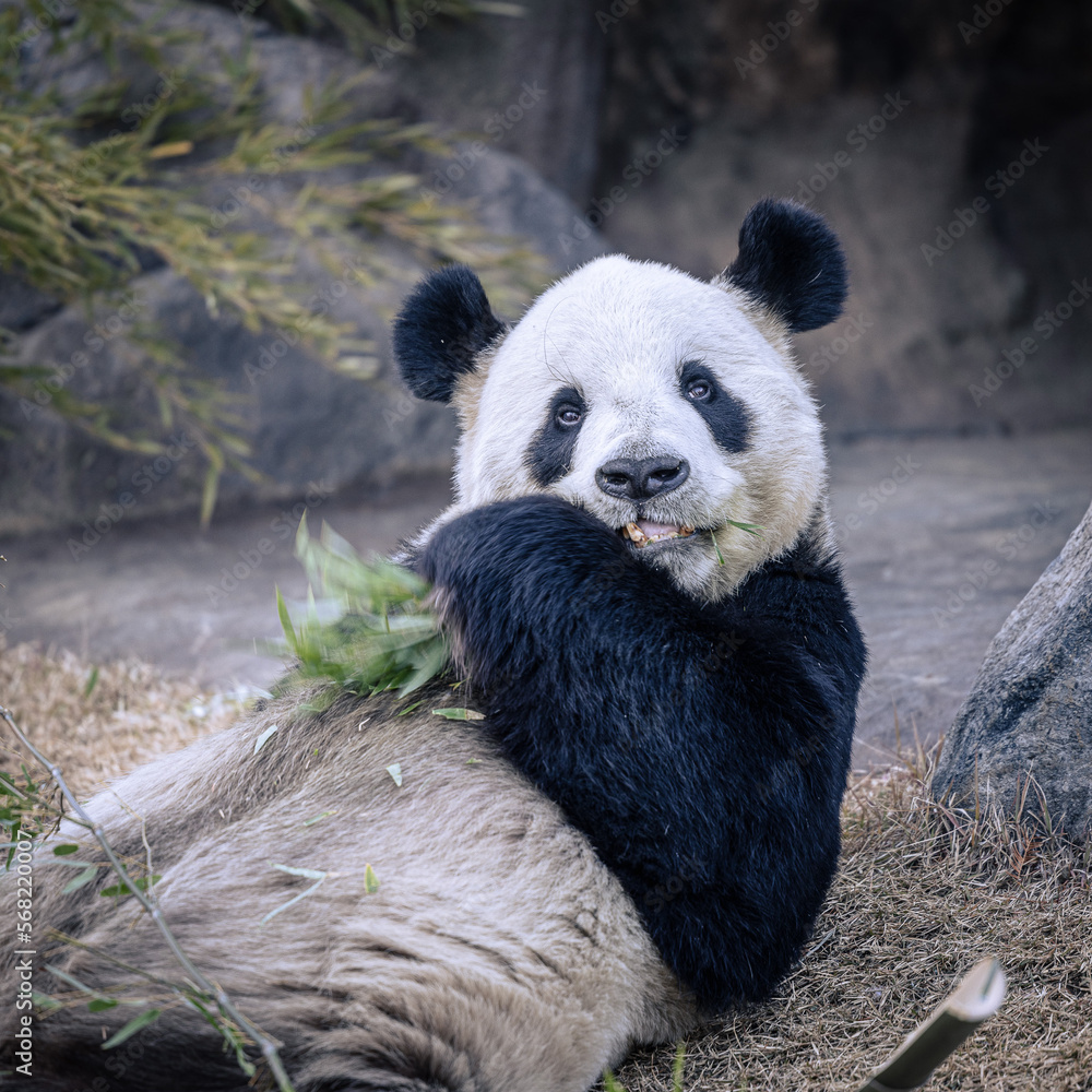 Obraz premium パンダ