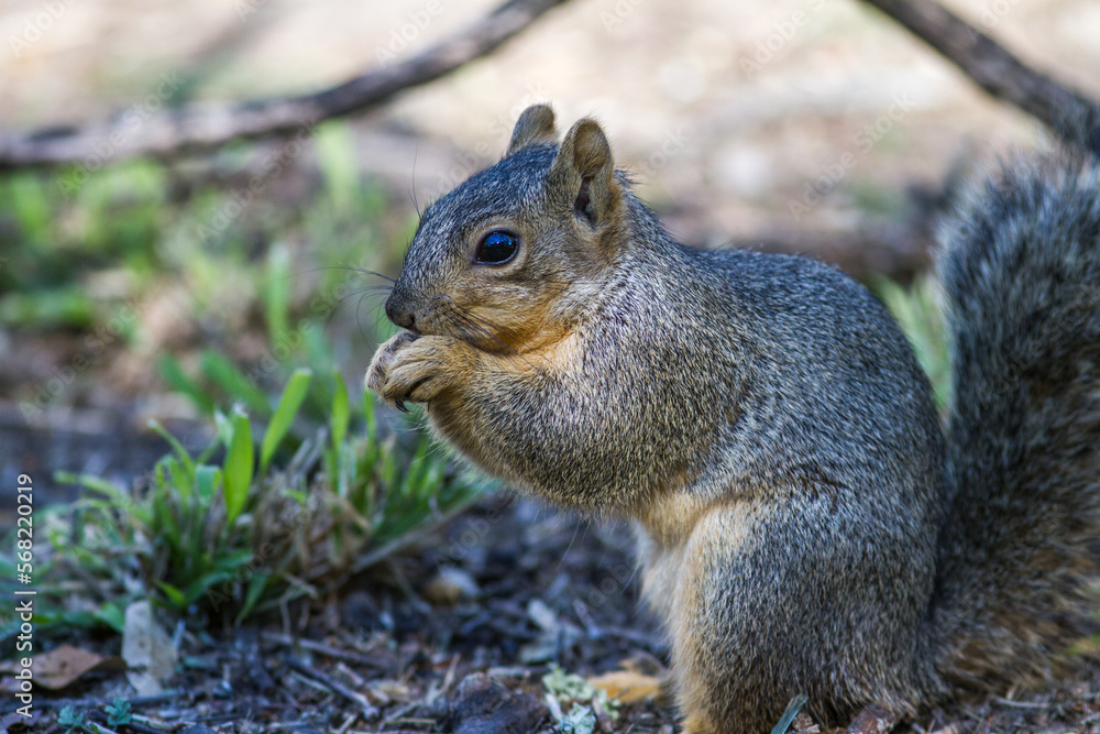 Fox Squirrel in backyard with seeds in hand. Fox Squirrel in backyard with seeds in hand.