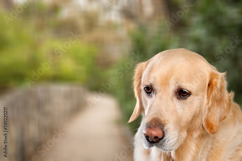 Cute young smart dog pet posing