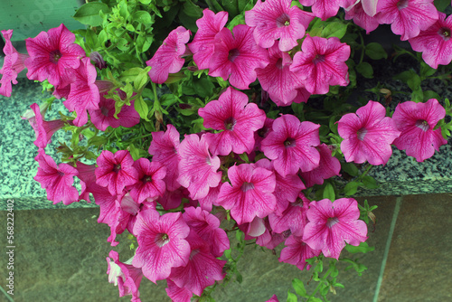 petunia surfinia