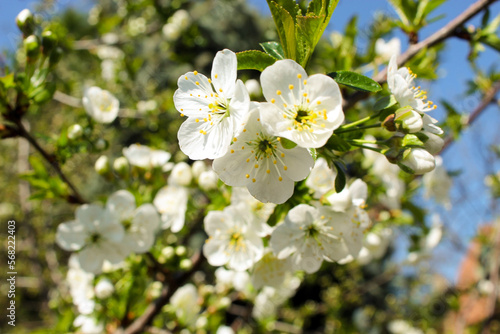 Prunus avium