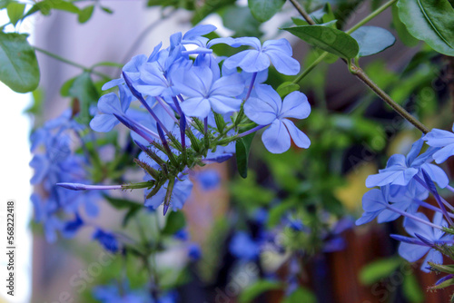 Plumbago auriculata