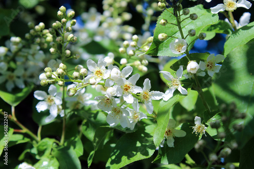 Prunus padus