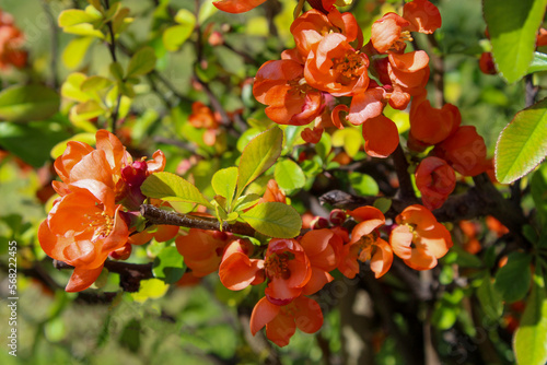 quince flower