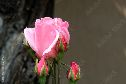 Rosa Queen Elizabeth