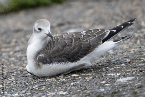 Sabine’s Gull in inland, Xema sabini, mewa obrożna