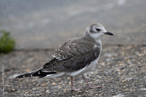 Sabine’s Gull in inland, Xema sabini, mewa obrożna