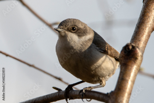 Lesser Whitethroat, Sylvia curruca, piegża