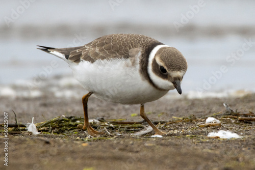 Sieweczka obrożna, Charadrius hiaticula,  Common Ringed Plover