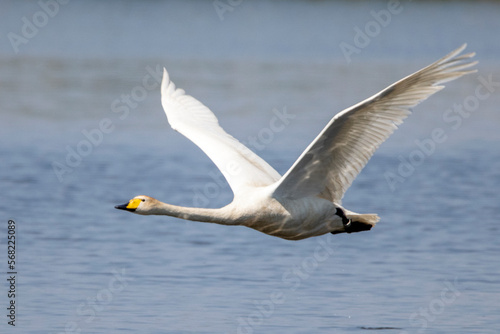 Łabędź krzykliwy (Cygnus cygnus)