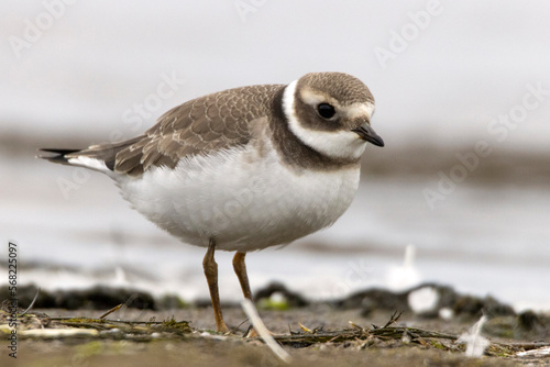 Sieweczka obrożna, Charadrius hiaticula,  Common Ringed Plover