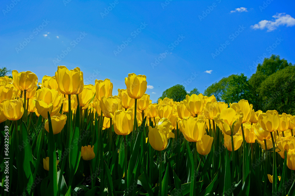 Fototapeta premium żółte tulipany na tle nieba, yellow tulips, pełnia wiosny 