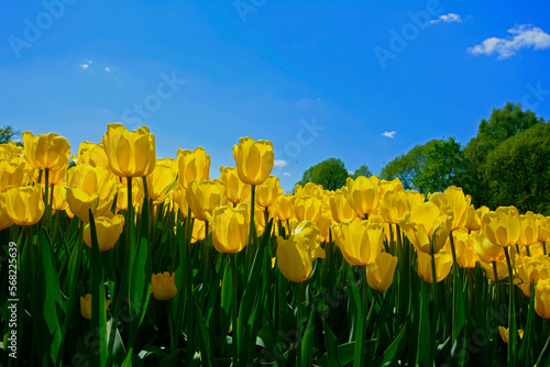 żółte tulipany na tle nieba, yellow tulips, pełnia wiosny  © kateej