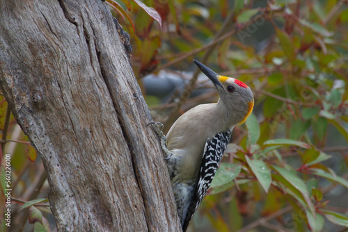 Golden-fronted woodpecker on side of tree.