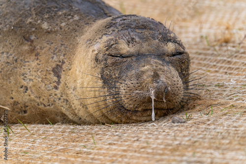 Elephant seal sleeping on the beach, Drakes Beach, California