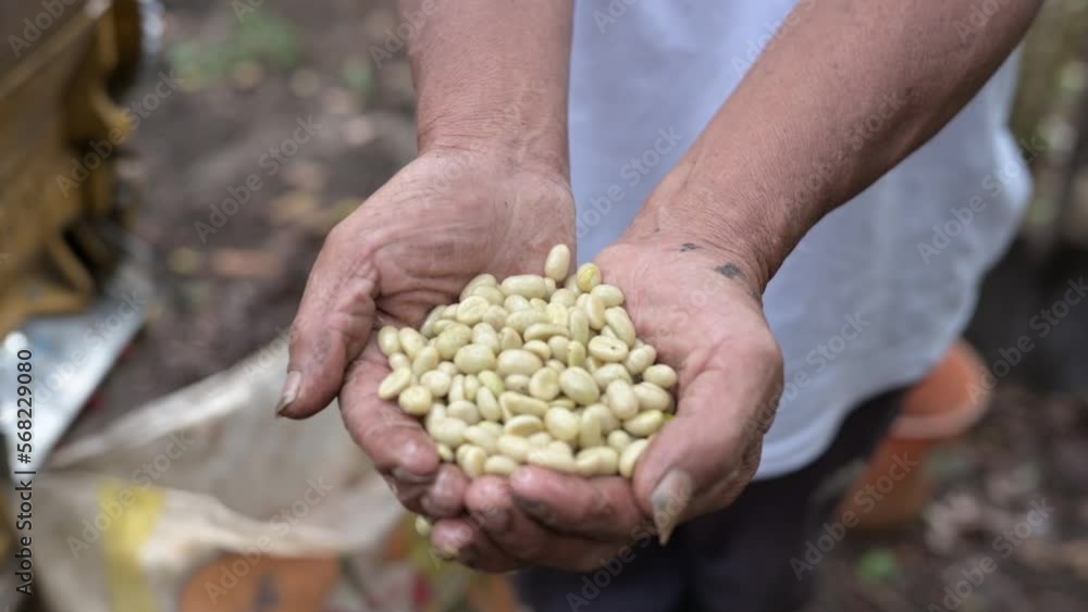 male hands holding pulped coffee bean, fresh harvested organic coffee. agriculture industry, coffee plantation. farmer harvesting berries outdoor male hands holding pulped coffee bean, fresh harvested organic coffee. agriculture industry, coffee plantation. farmer harvesting berries outdoor