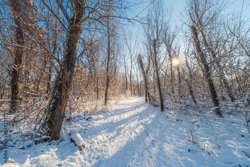 Słoneczny zimowy poranek w ośnieżonym dzikim parku Młociny na Mazowszu