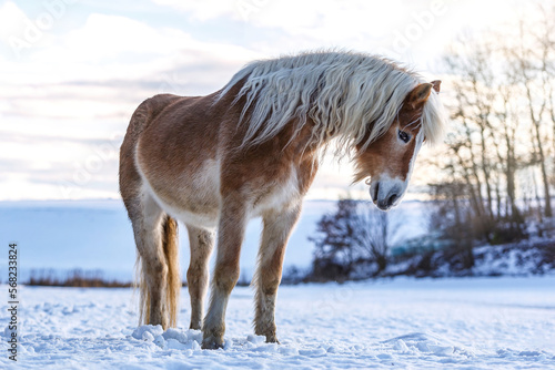 Portrait of a pretty haflinger horse gelding having fun in the snow at the evening outdoors in winter