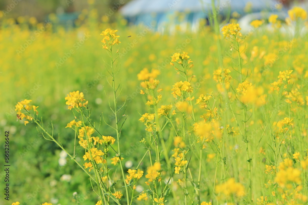 Obraz premium 봄풍경 - 유채꽃