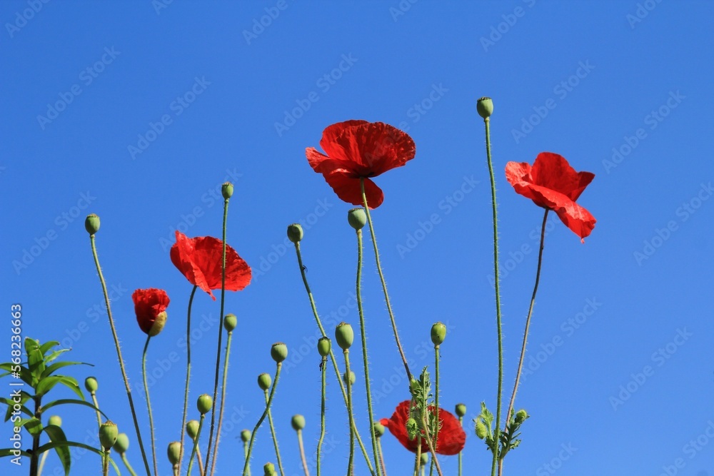 Fototapeta premium 파란하늘과 꽃양귀비