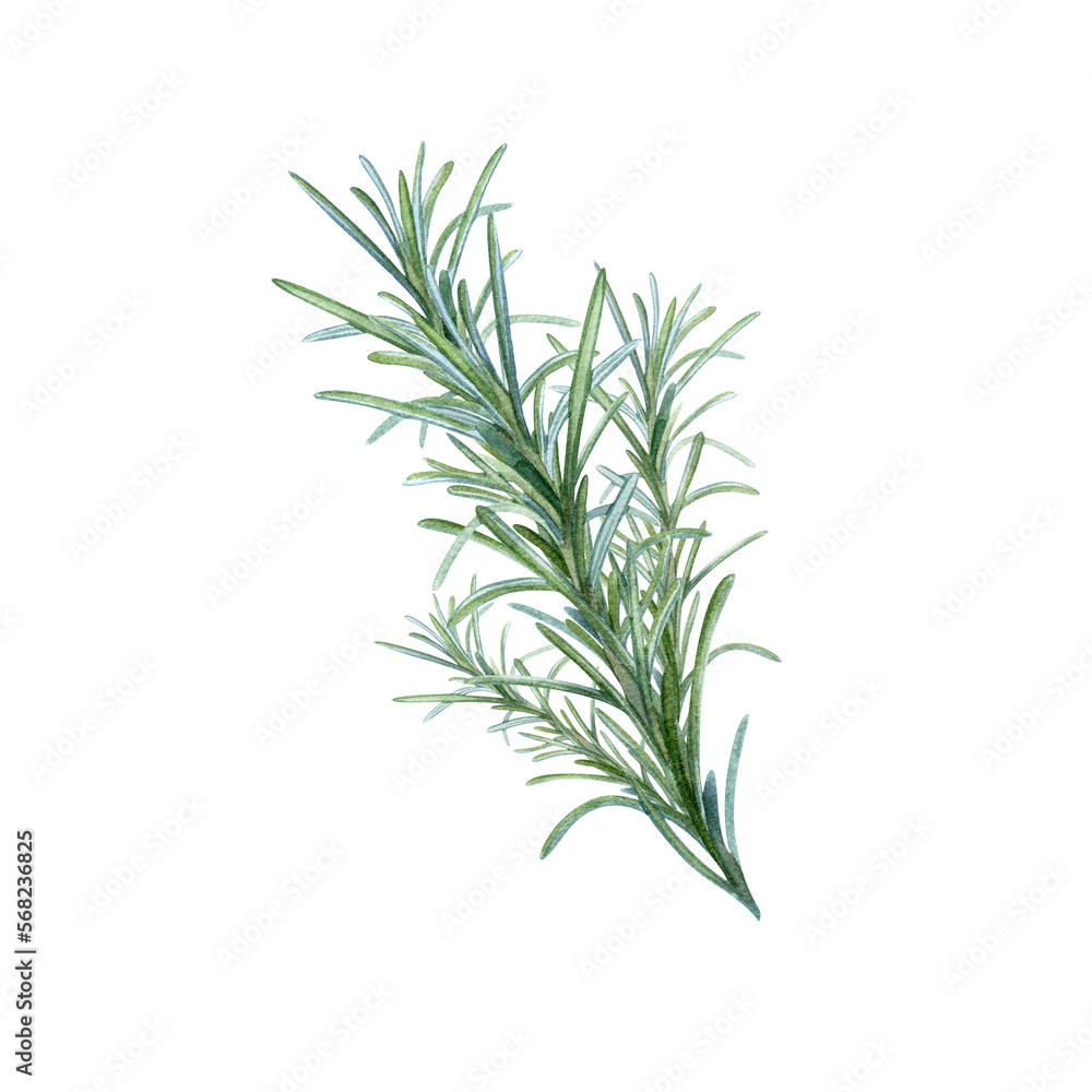 Rosemary, hand drawing, spice seasoning branch. Illustration for package design.