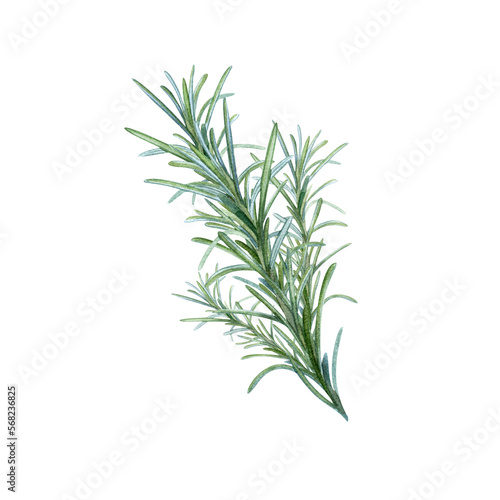 Rosemary  hand drawing  spice seasoning branch. Illustration for package design.