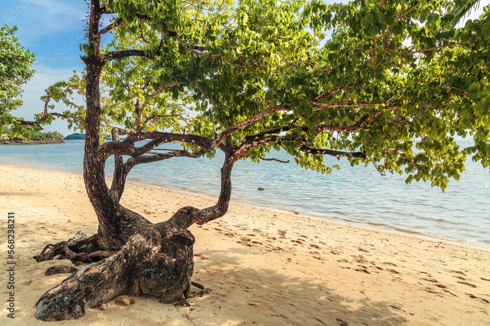 lonely tree on a tropical beach against the background of the sea lonely tree on a tropical beach against the background of the sea