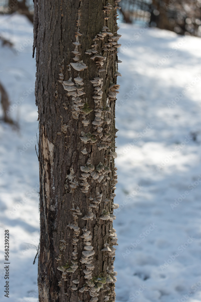 Fototapeta premium tree trunk with fungal material and snowy scene behind