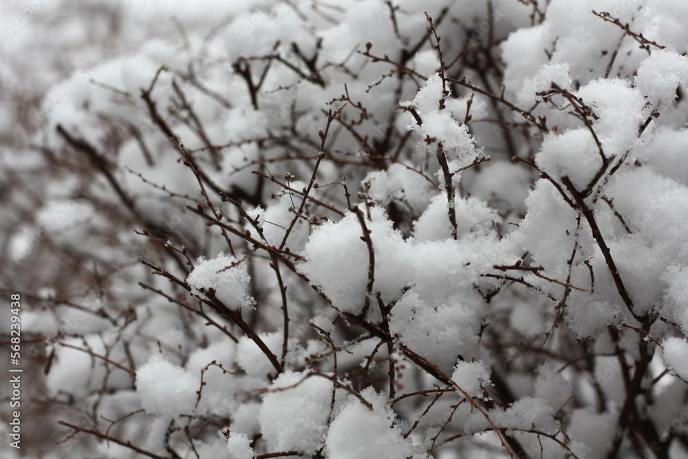 Branches of a bush covered with a thick layer of snow