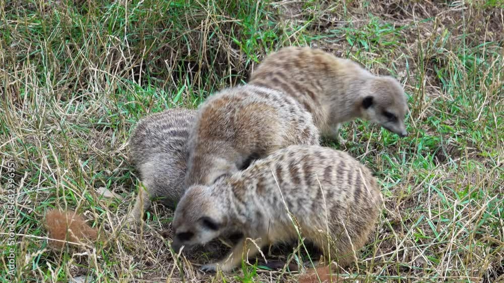 three young mongooses are playing three young mongooses are playing