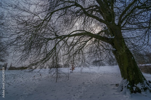 tree in the snow