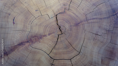 Annual growth rings of a tree and cracks. Wooden texture.