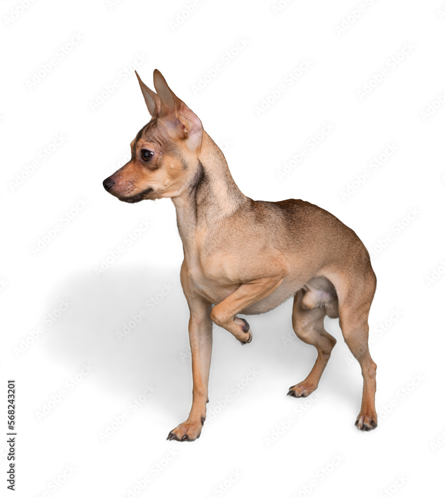 Chihuahua Standing on Three Feet