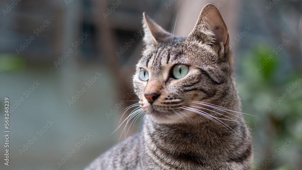 Gato atigrado viendo hacia un lado Gato atigrado viendo hacia un lado
