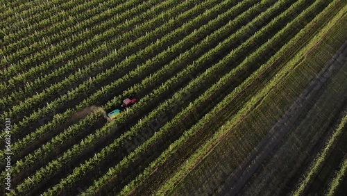 Processing spraying apple orchard tractor aerial view