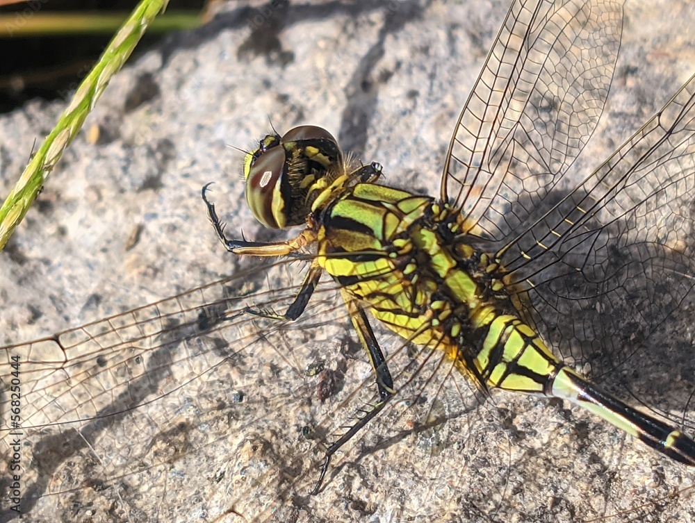 Dragonfly with green and black color perched on the ground Dragonfly with green and black color perched on the ground