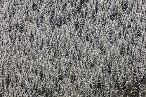 Snowy evergreen trees on a mountain
