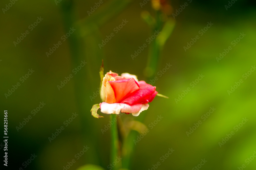 A red rose with blur background, on shallow focus