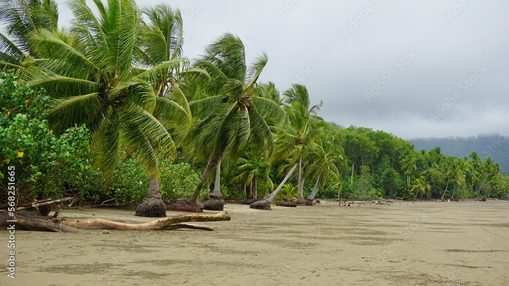 Short palm trees in front of a tropical forest, seen from the Uvita