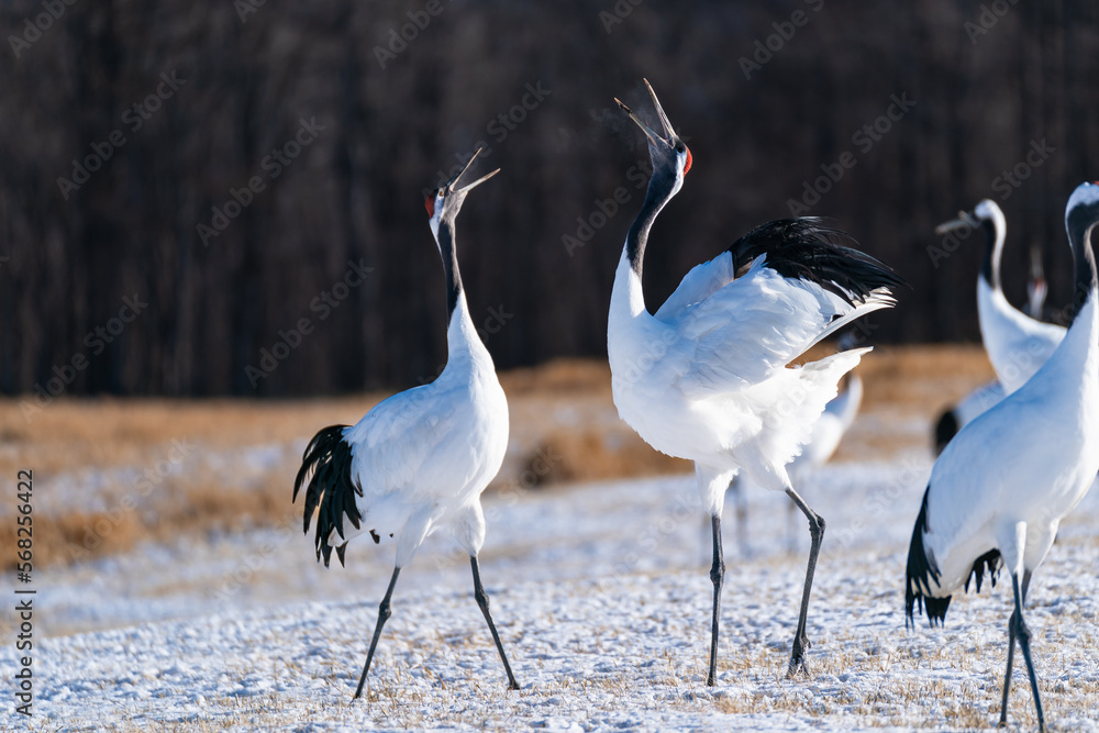 Obraz premium 丹頂鶴