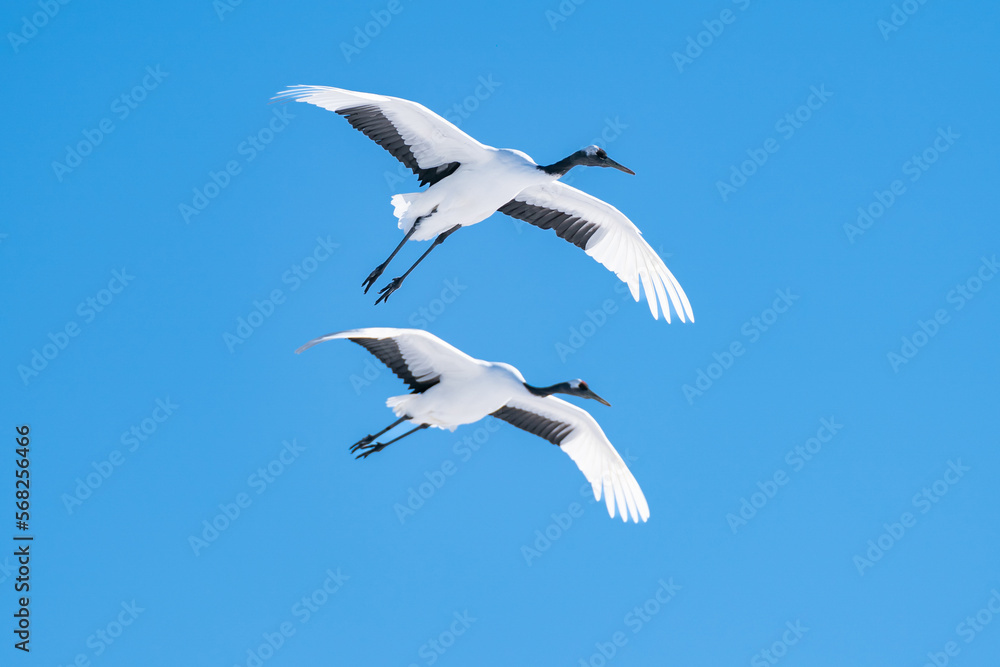 Fototapeta premium 飛んでいる丹頂鶴