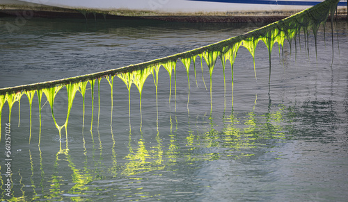 Seaweed in theharbour of Gustavia, capital of the French Caribbean island of St Barth photo