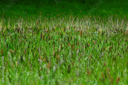 Tall gress in the meadow shallow depth of field