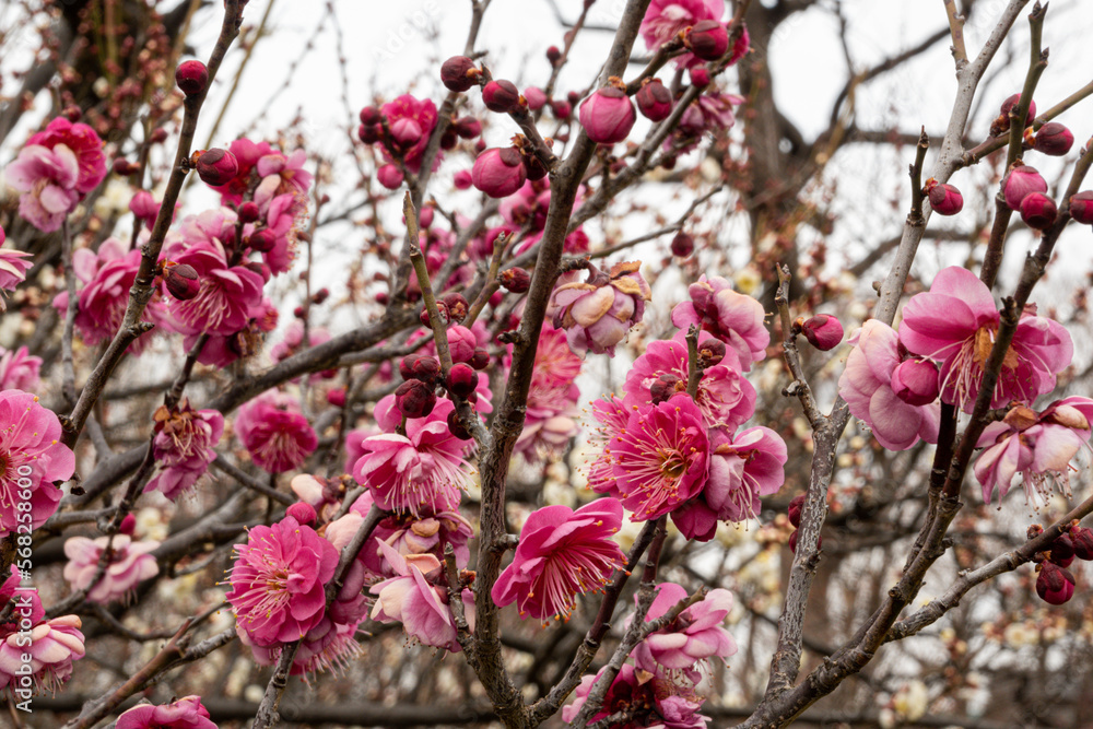 Plum blossoms announcing the arrival of early spring. Hanegi Park with a variety of plums in Setagaya,Tokyo,Japan Plum blossoms announcing the arrival of early spring. Hanegi Park with a variety of plums in Setagaya,Tokyo,Japan