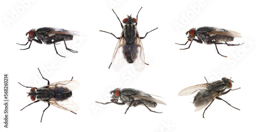 Collage with common black flies on white background