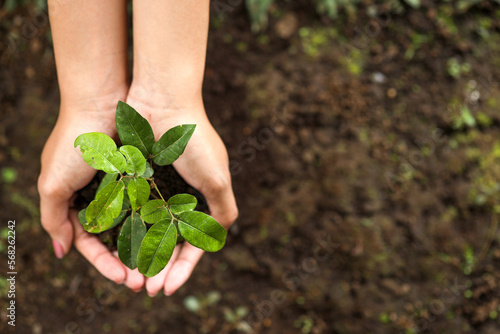 Top view of hands holding young plant against soil background. Earth day concept with copy space. 
