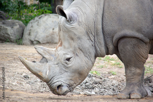 Portrait of a rhinoceros standing on sand © SofotoCool