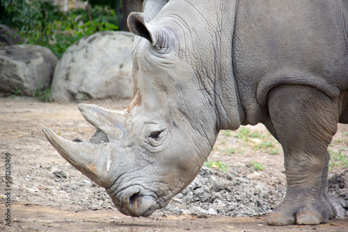 Portrait of a rhinoceros standing on sand