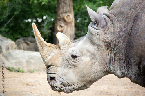 Portrait of a rhinoceros standing on sand